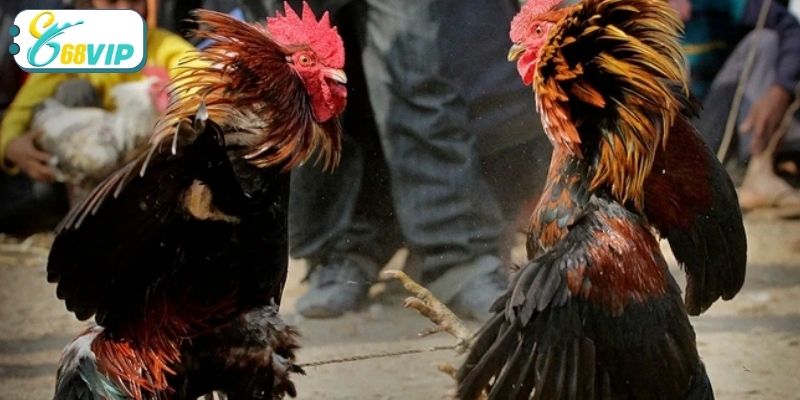 Tổng hợp các hình thức đá gà nổi bật