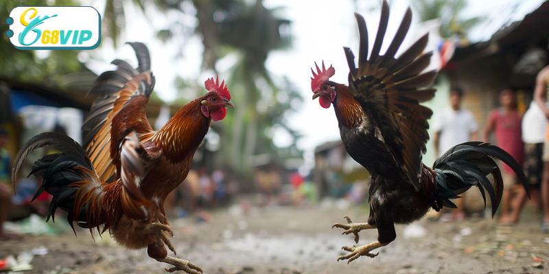 Chi tiết những hình thức đấu và kèo cược chọi gà đá gà Philippines